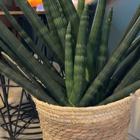 Photo of the plant species Sansevieria Starfish Variegated by @thegardenofmiren named Patrick on Greg, the plant care app