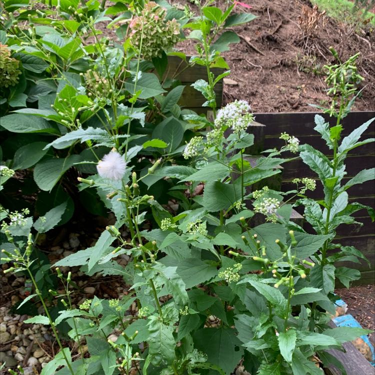 Photo of the plant species fireweed by @WittyLionsmane named Your plant on Greg, the plant care app