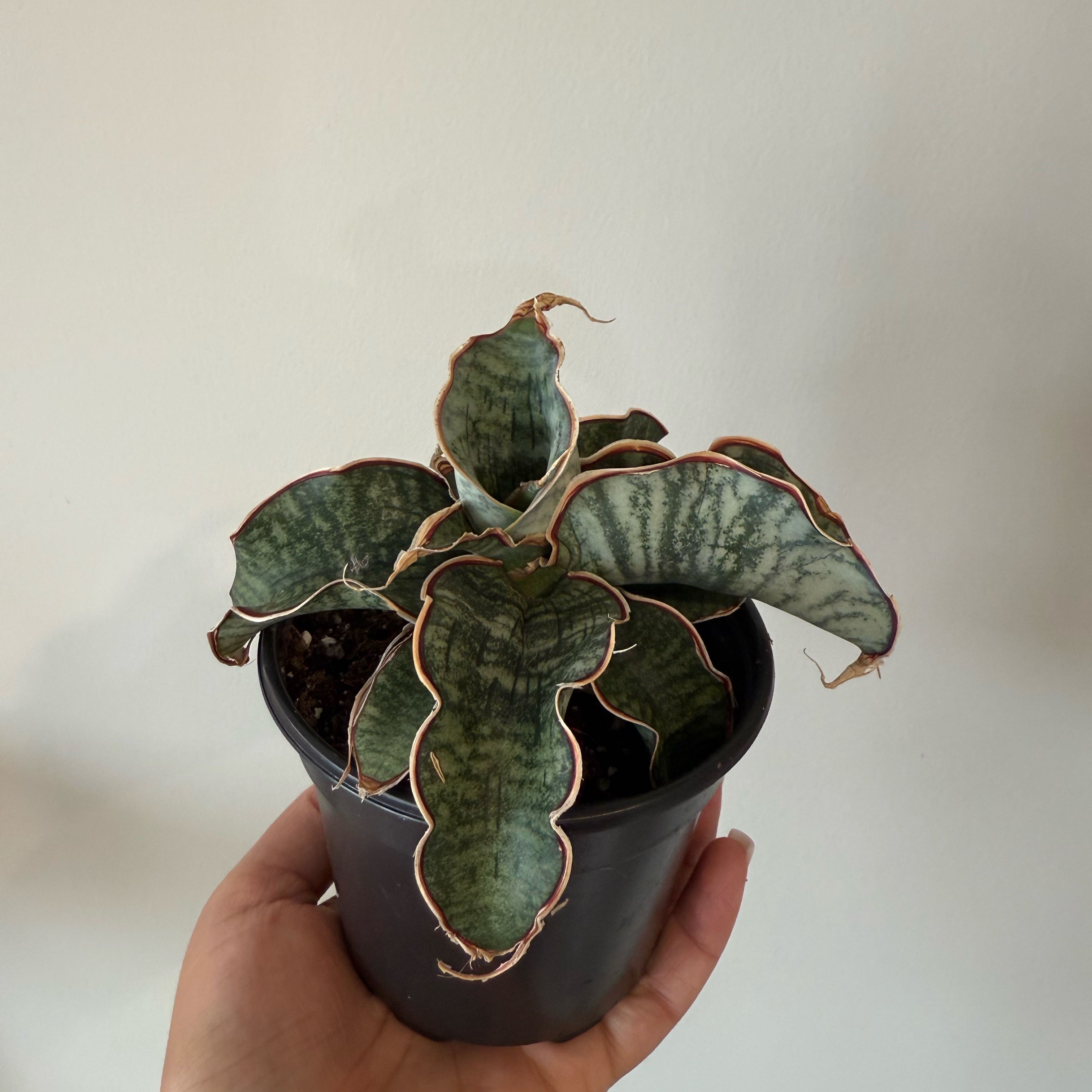Photo of the plant species Dracaena kirkii 'Coppertone' by @Peachyblooms named Blue on Greg, the plant care app
