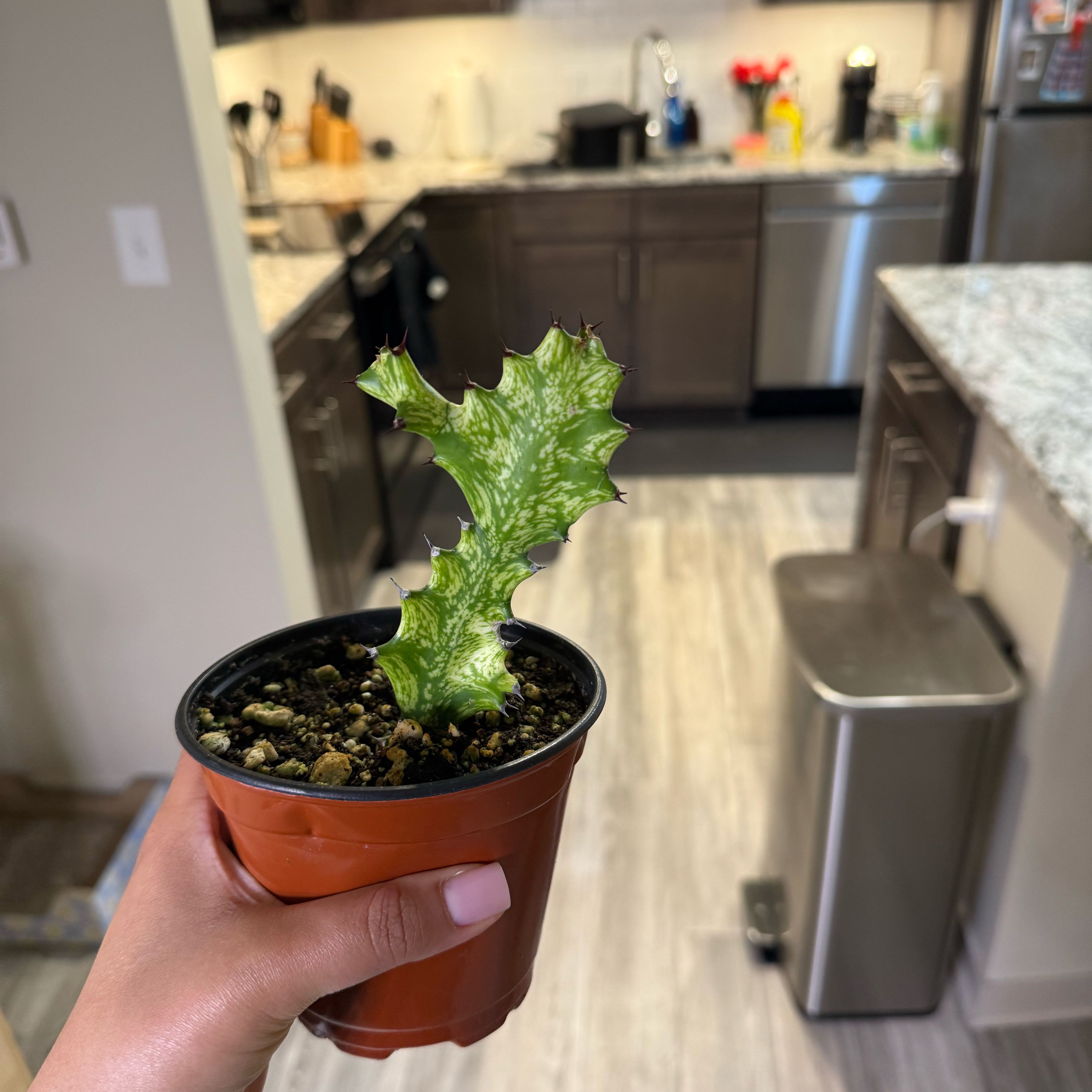 Photo of the plant species Variegated African Milk Bush by @Peachyblooms named Minty on Greg, the plant care app