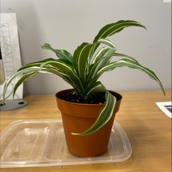 Dracaena "Warneckii' plant