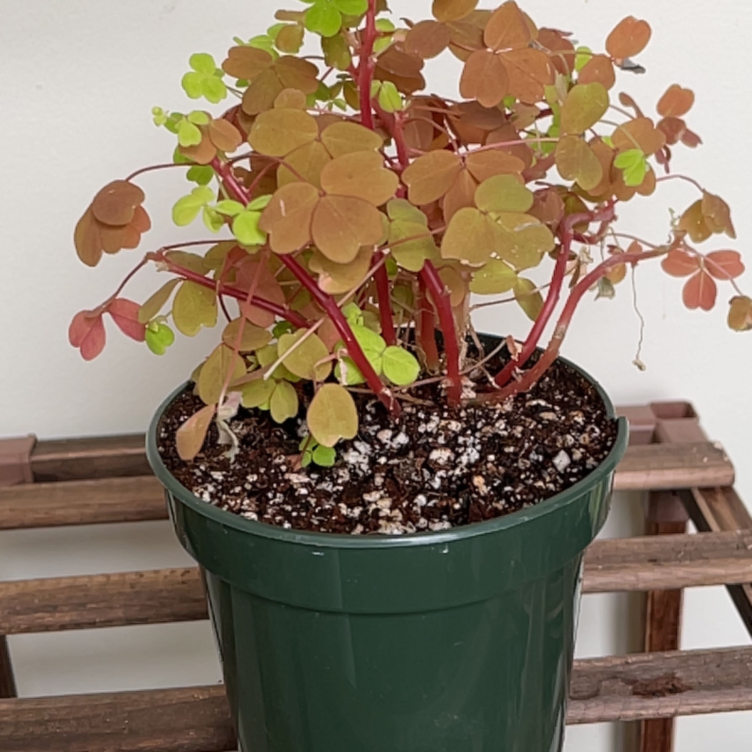Photo of the plant species Molten Lava Oxalis by @cantilic named Iyu on Greg, the plant care app