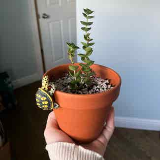 String of Buttons plant in New York, New York