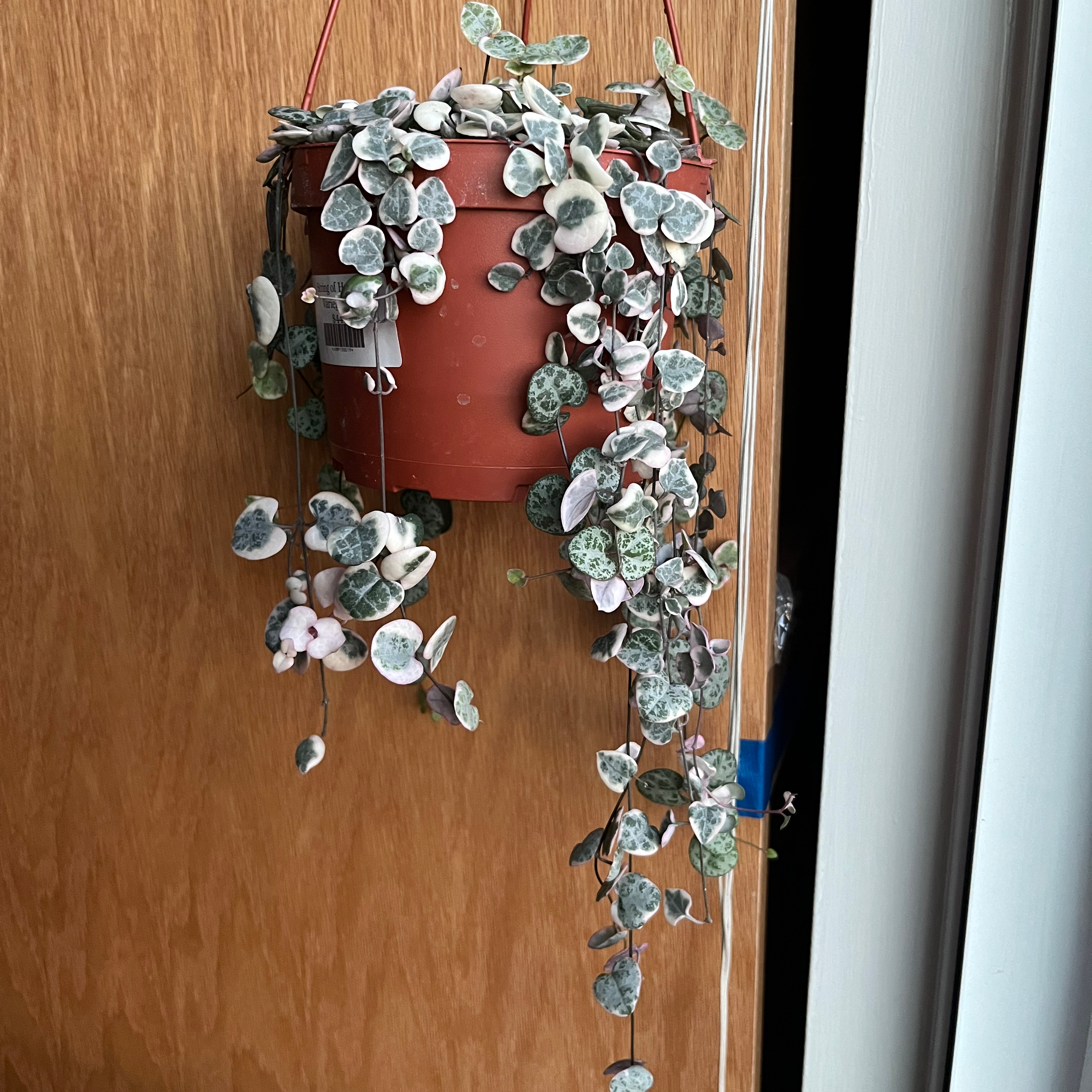Variegated String of Hearts plant in a hanging pot with healthy leaves.