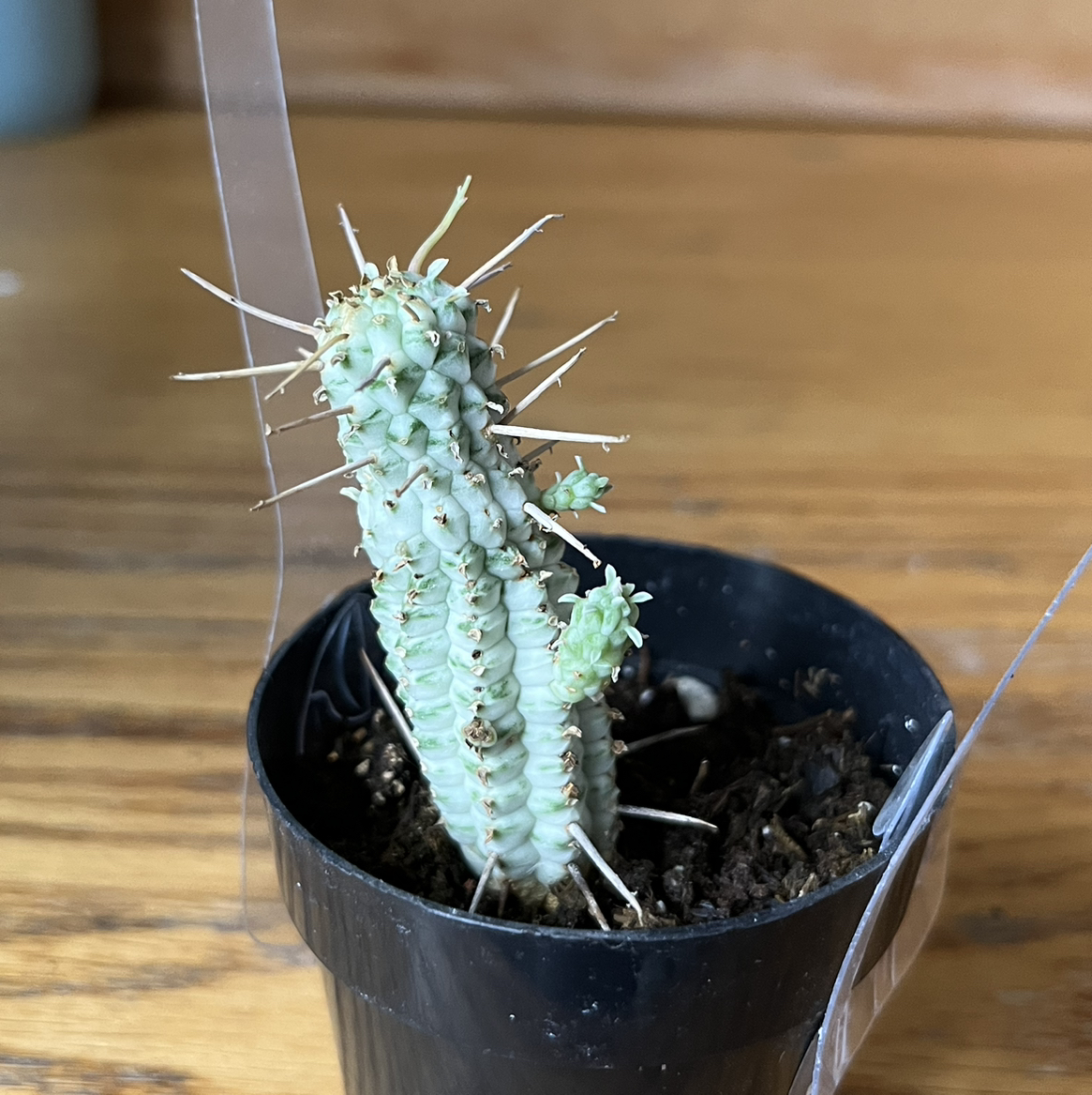 Variegated Corncob Cactus in a small black pot with visible soil.