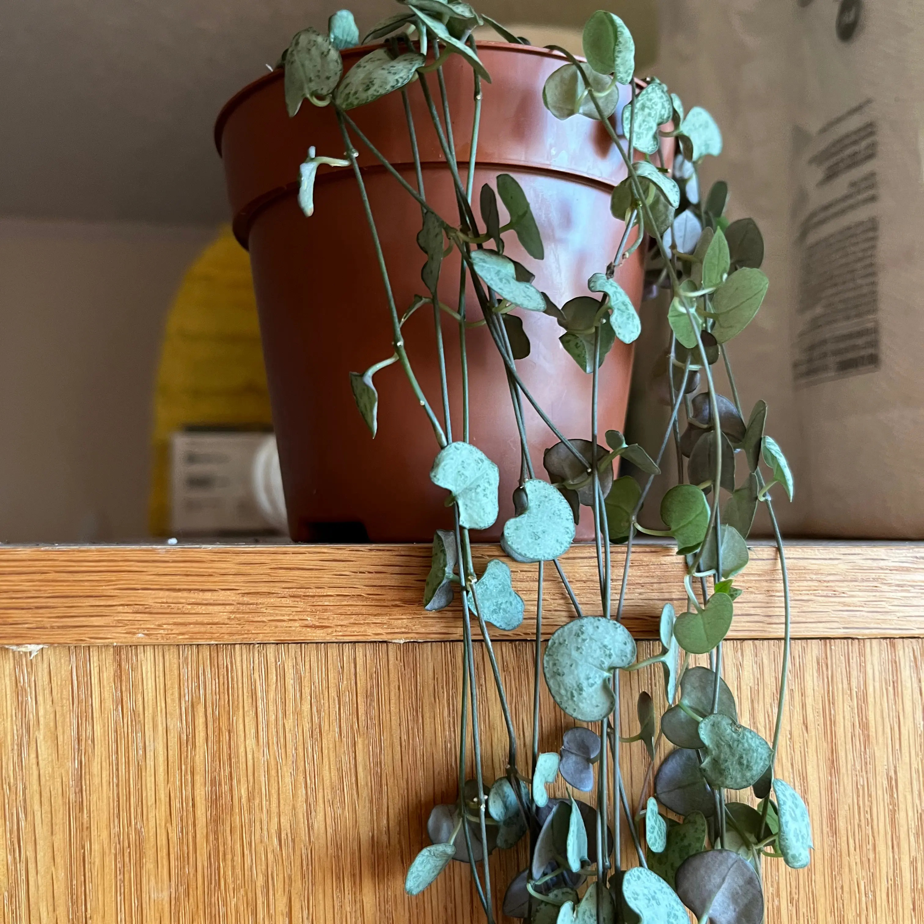 String of Hearts 'Silver Glory' plant in a brown pot, trailing over a wooden surface.