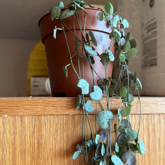 String of Hearts 'Silver Glory' plant in New York, New York