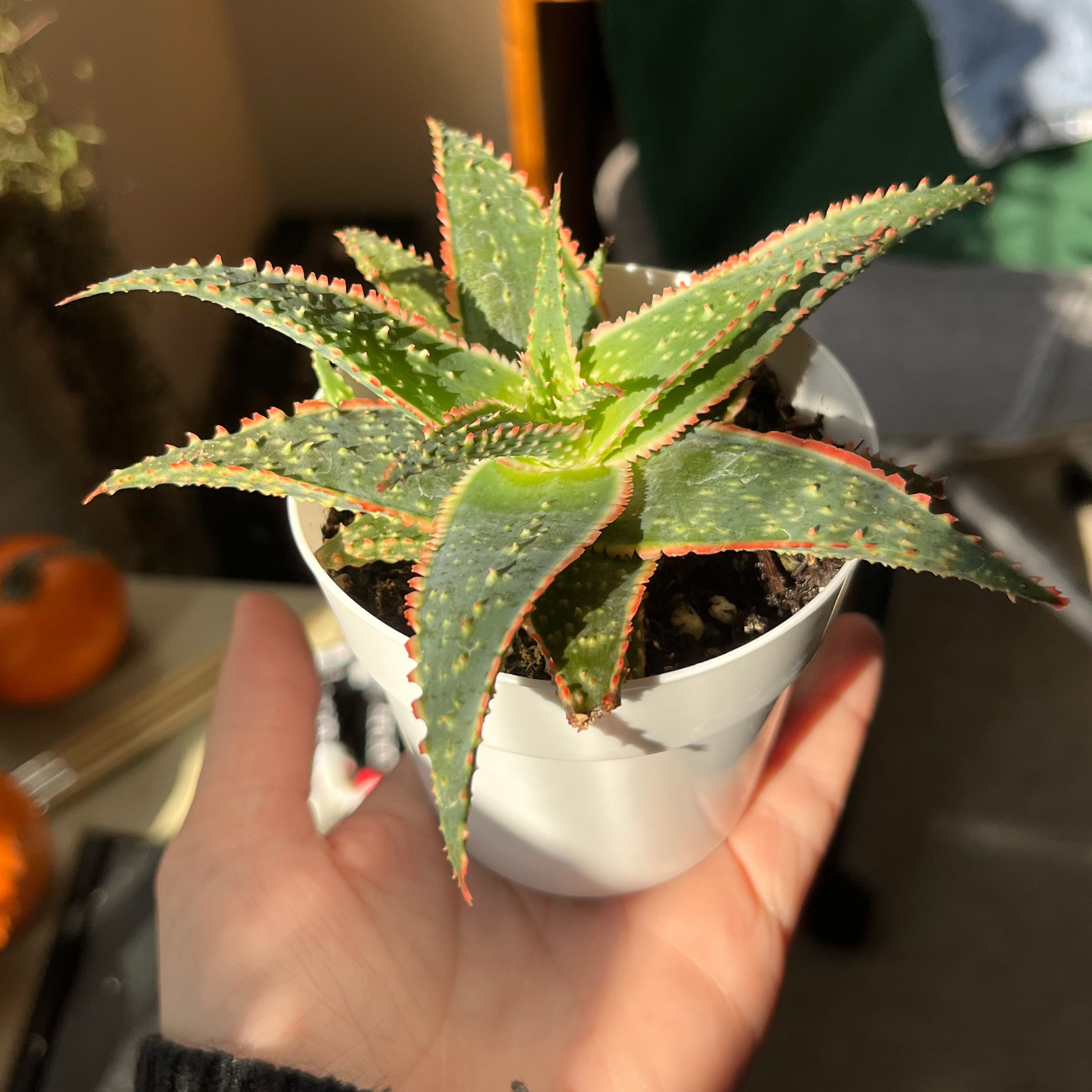 Pink Blush Aloe plant in a white pot held by a hand, with vibrant green leaves and pinkish edges.