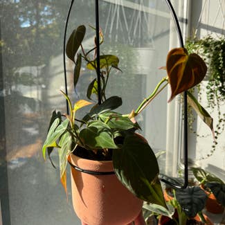 Philodendron micans plant in New York, New York
