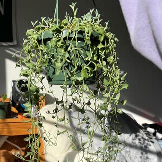 String of Dolphins plant in New York, New York