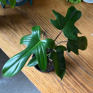Philodendron Pedatum plant in New York, New York