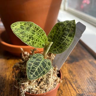 Jewel Orchid plant in New York, New York