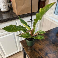 Philodendron 'Ring of Fire' plant