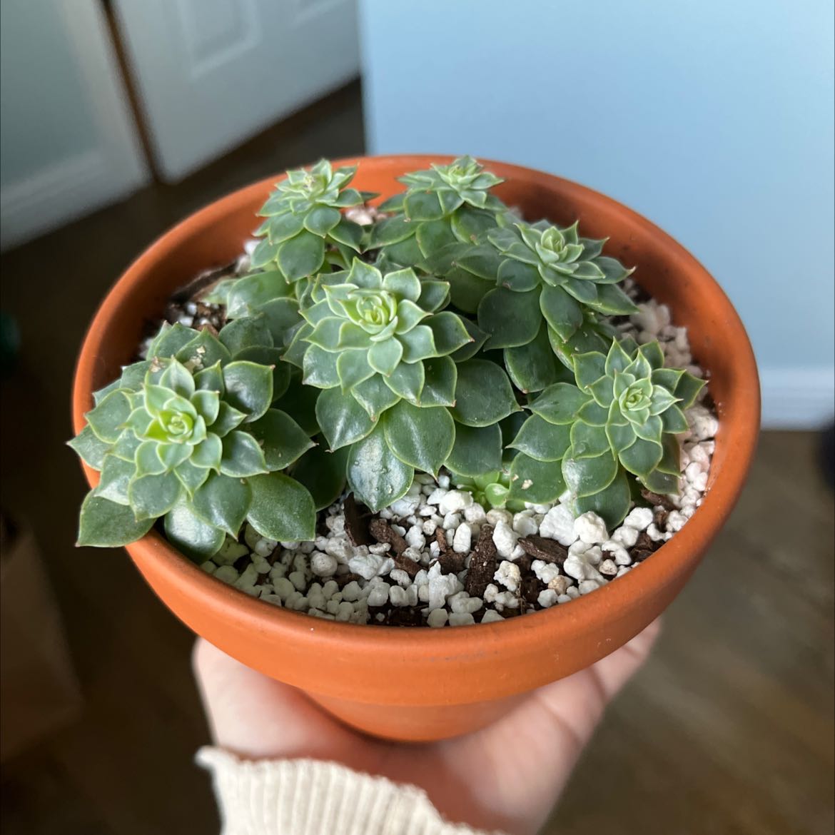 Photo of the plant species Echeveria chinensis by @sosorose named Hen and Chicks on Greg, the plant care app