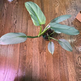 Silver Sword Philodendron plant in New York, New York