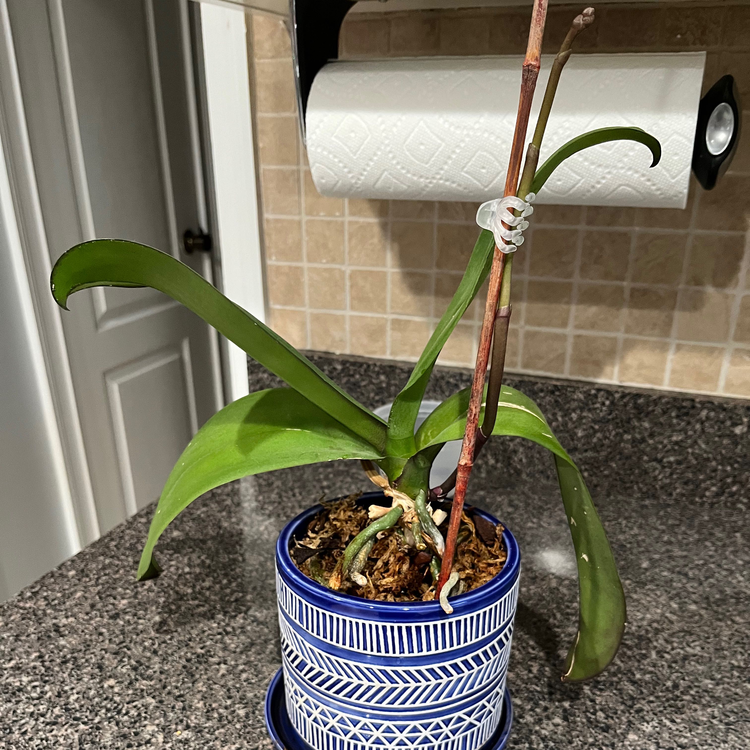 Orchid plant in a blue patterned pot on a kitchen counter with green leaves and a brown stem.