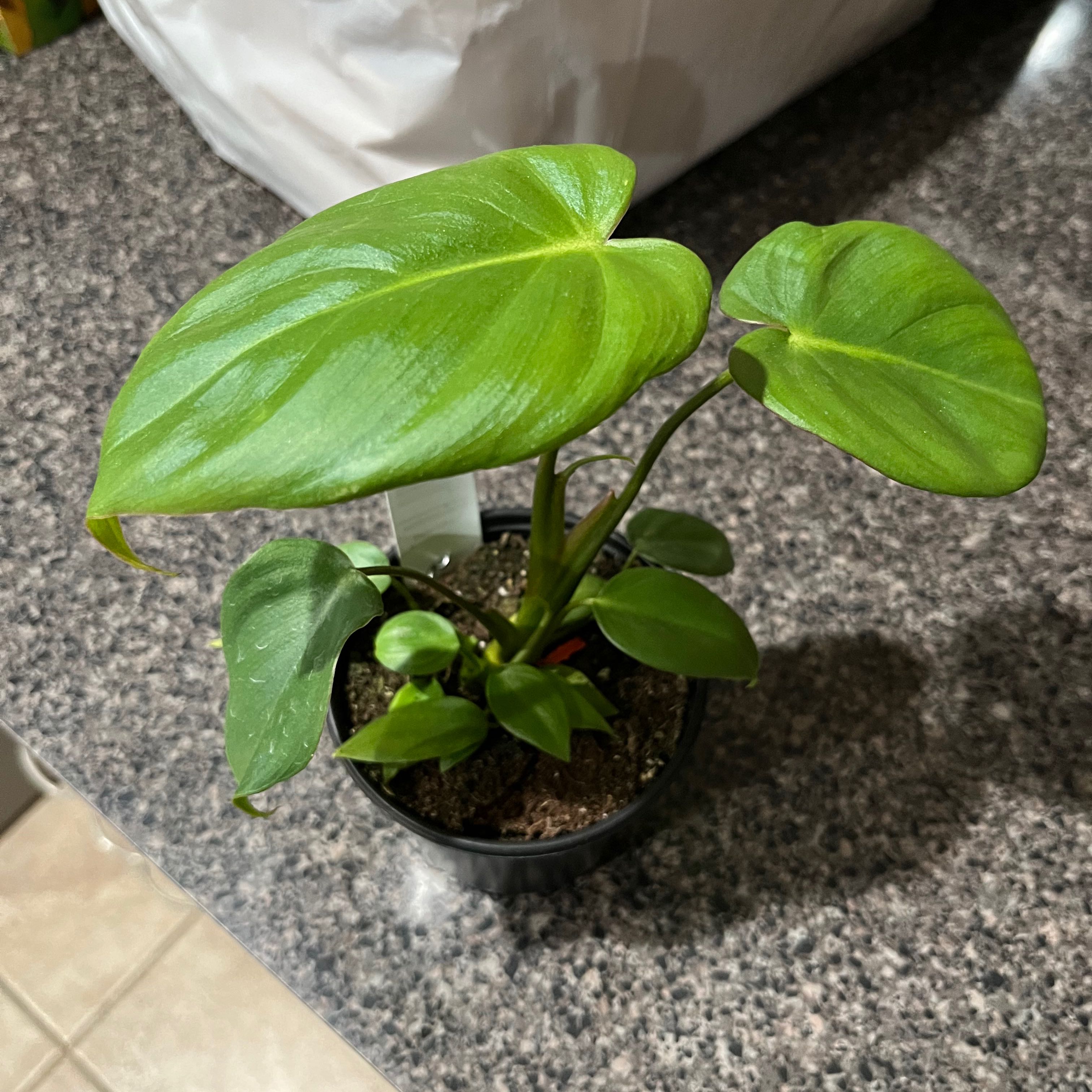 Philodendron 'McDowell' plant in a small pot with healthy green leaves.