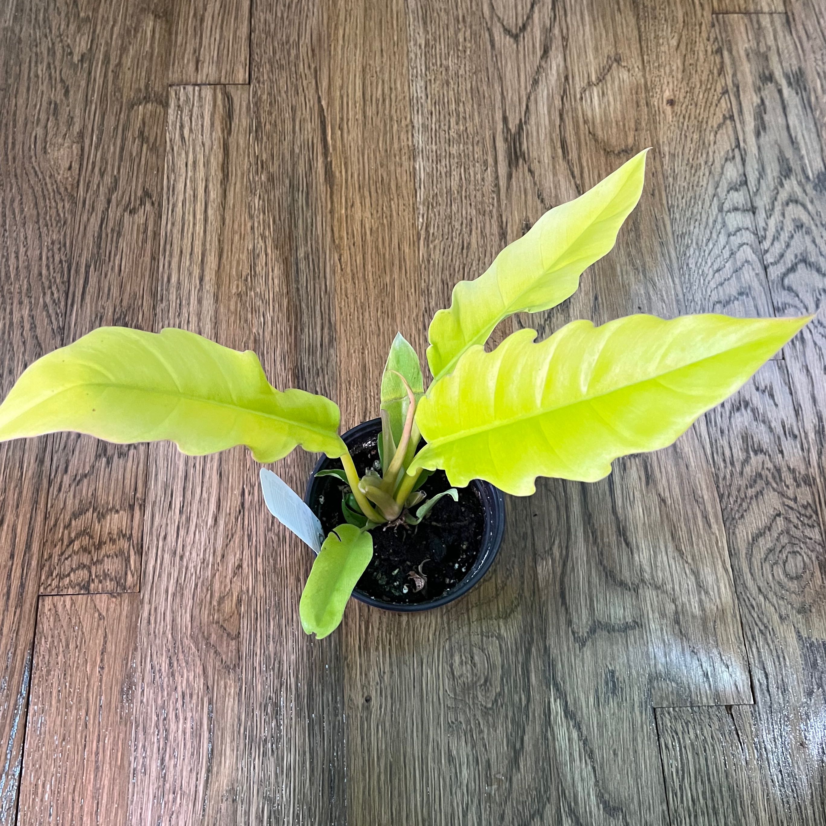 Photo of the plant species Philodendron 'Pluto's Gold' by @sosorose named Philodendron Pluto’s Gold on Greg, the plant care app