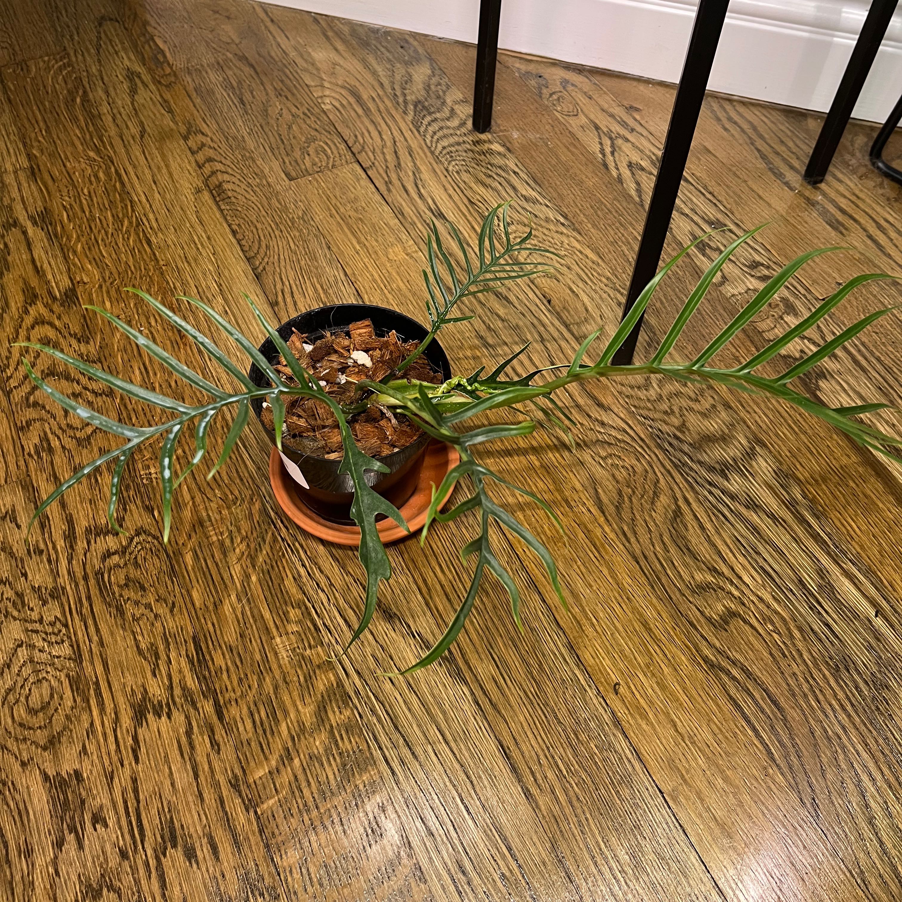 Philodendron tortum plant in a small pot on a wooden floor, appearing healthy.