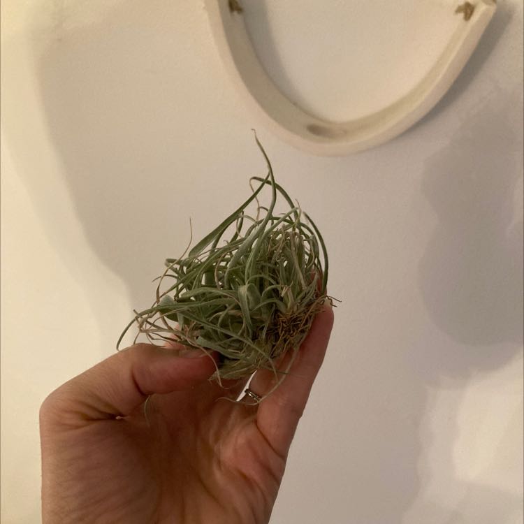 Photo of the plant species Small Ballmoss by @AstuteBluehaze named Greg on Greg, the plant care app