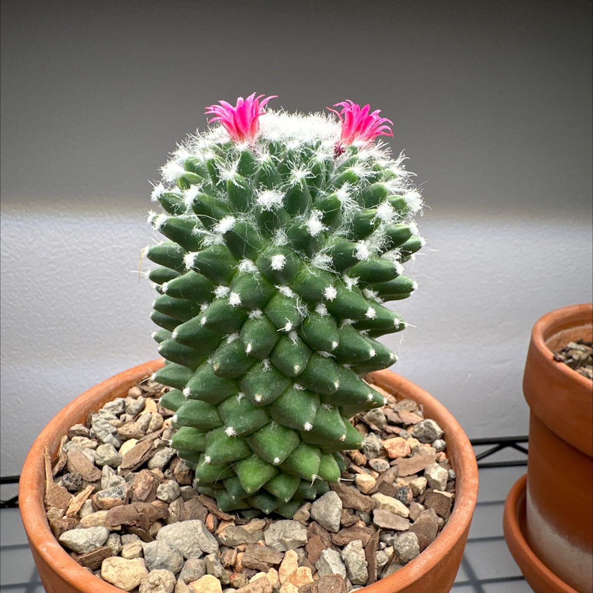 Mammillaria Polythele cactus with pink flowers in a terracotta pot.
