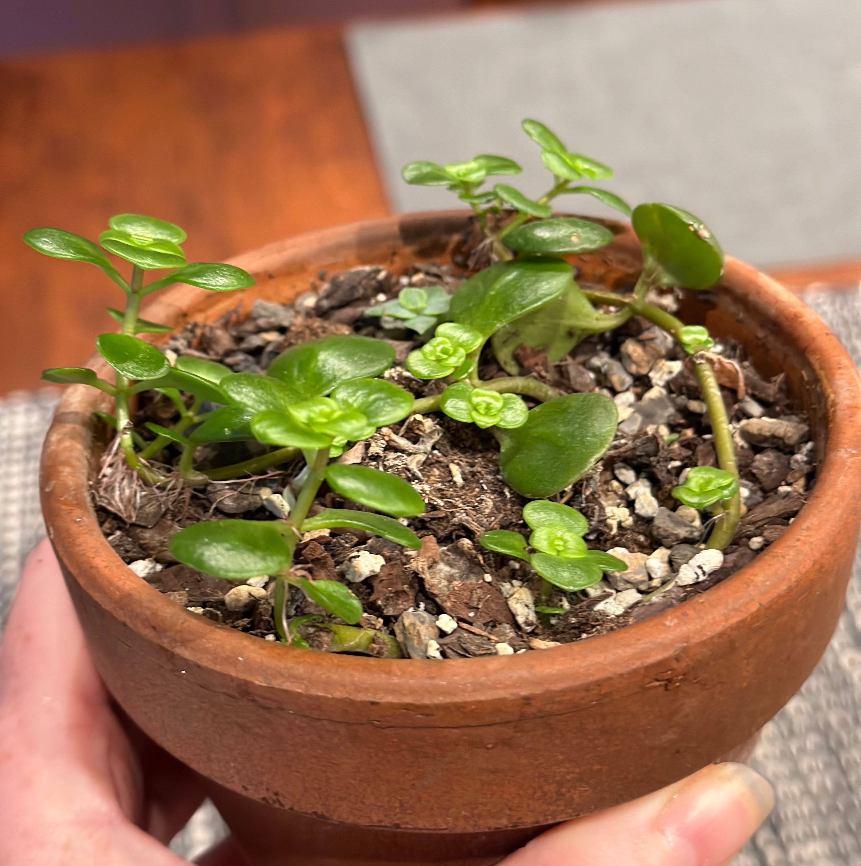 Potted Chinese Sedum plant with green leaves in a terracotta pot, held by a hand.
