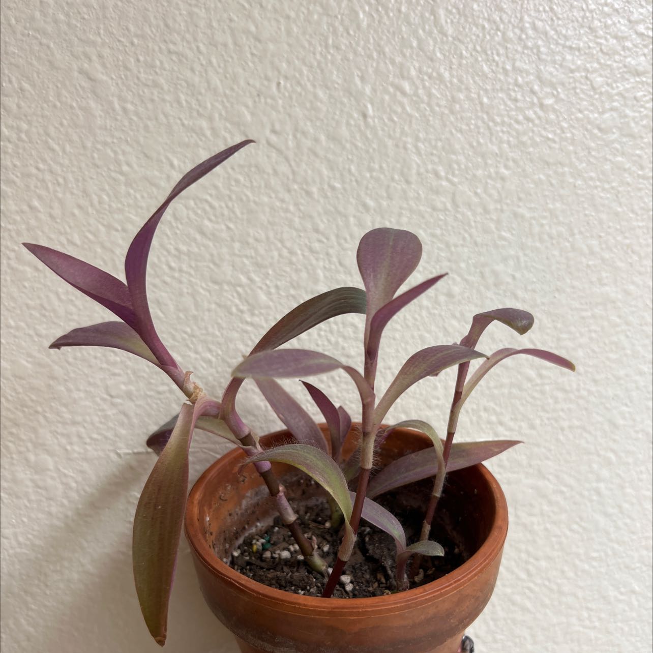 Photo of the plant species Purple Heart by @danluvsplants named Nadia on Greg, the plant care app