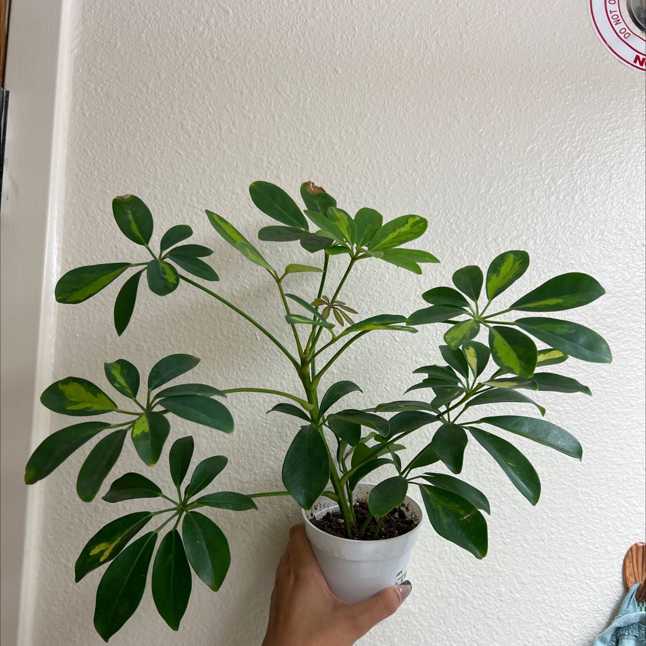 Photo of the plant species Dwarf Umbrella Tree by @danluvsplants named Eugene on Greg, the plant care app