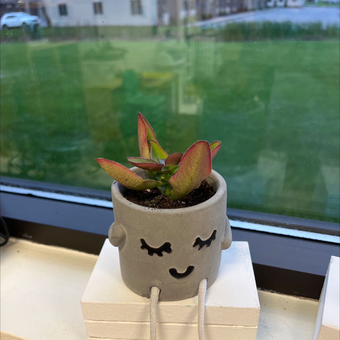 Small succulent plant in a decorative pot on a windowsill.