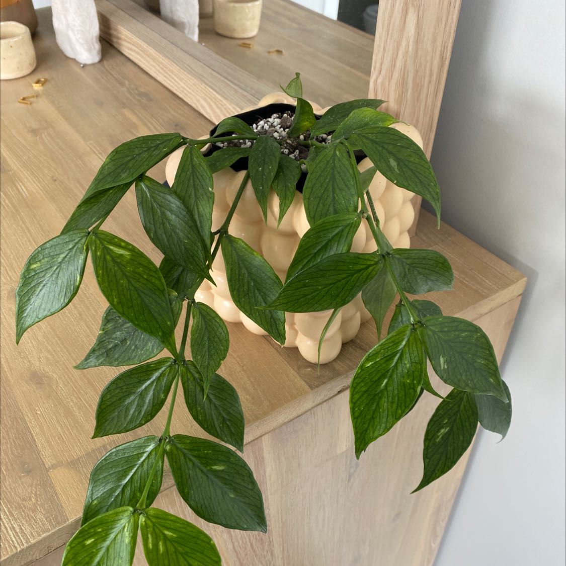 Fishtail Hoya plant in a pot on a wooden surface with healthy green leaves.