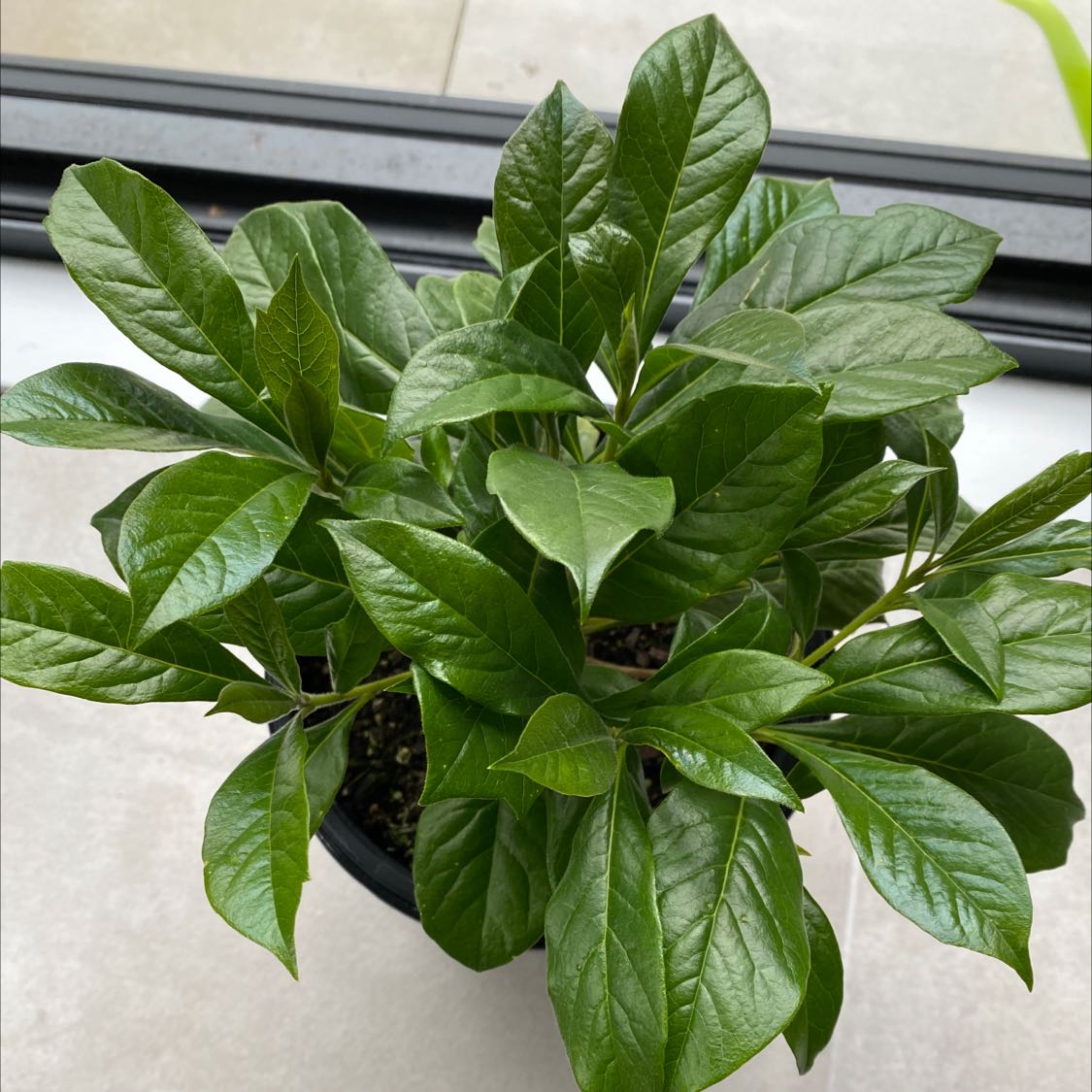 Plant care for Finger Flower on Greg, the plant care app