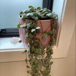 Chain of Hearts plant
