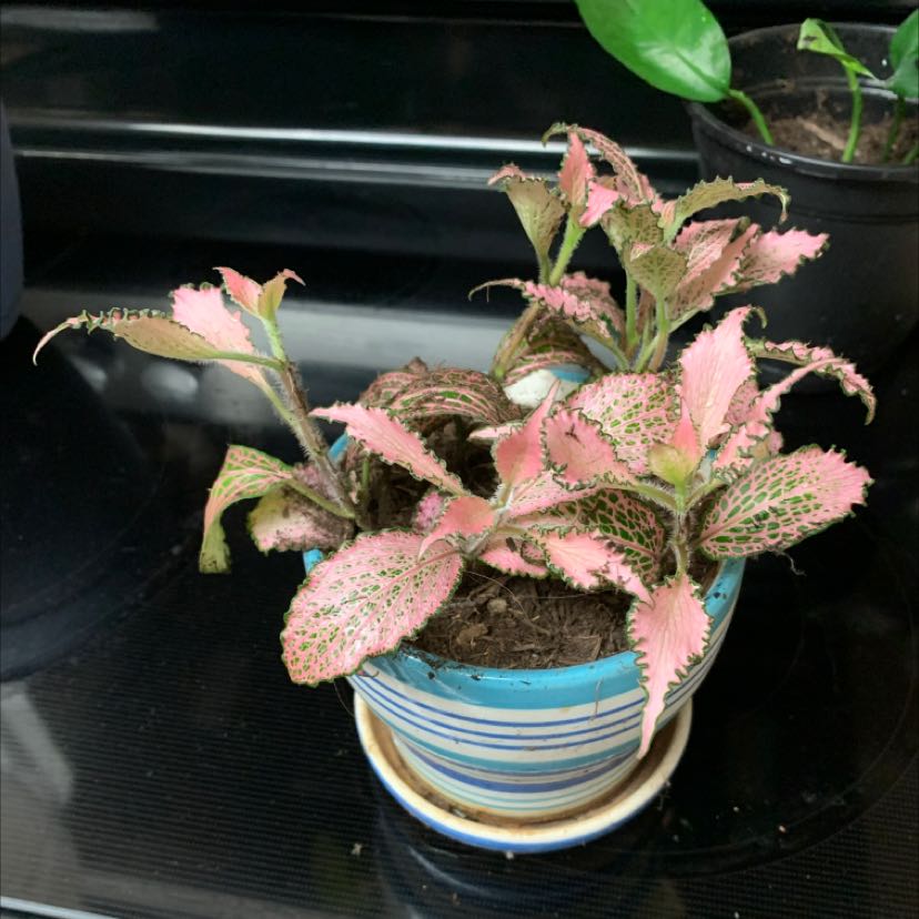 Photo of the plant species Fittonia Grey Sensation by @HotWineberry named Frankie on Greg, the plant care app