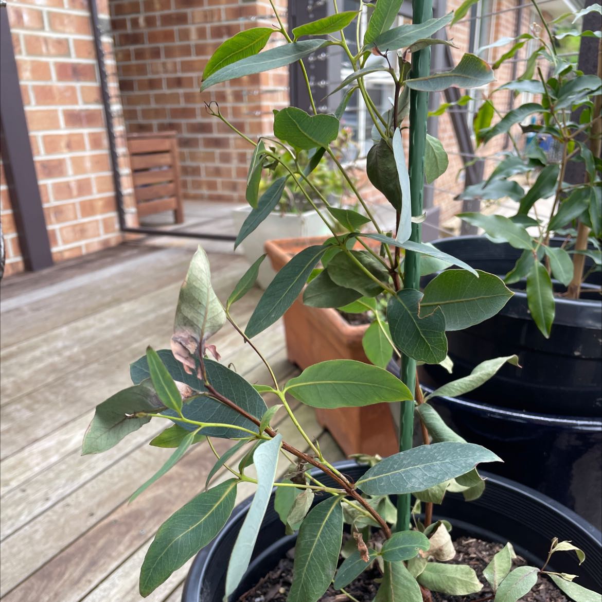 Photo of the plant species Strawberry Gum by @VipGianttaro named Strawberry Gum on Greg, the plant care app