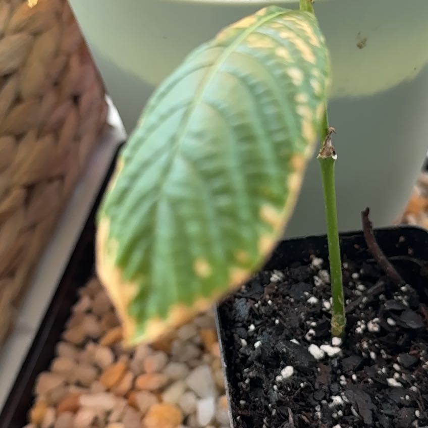 Plant care for Kra Thum Na Or Wild Kratom on Greg, the plant care app
