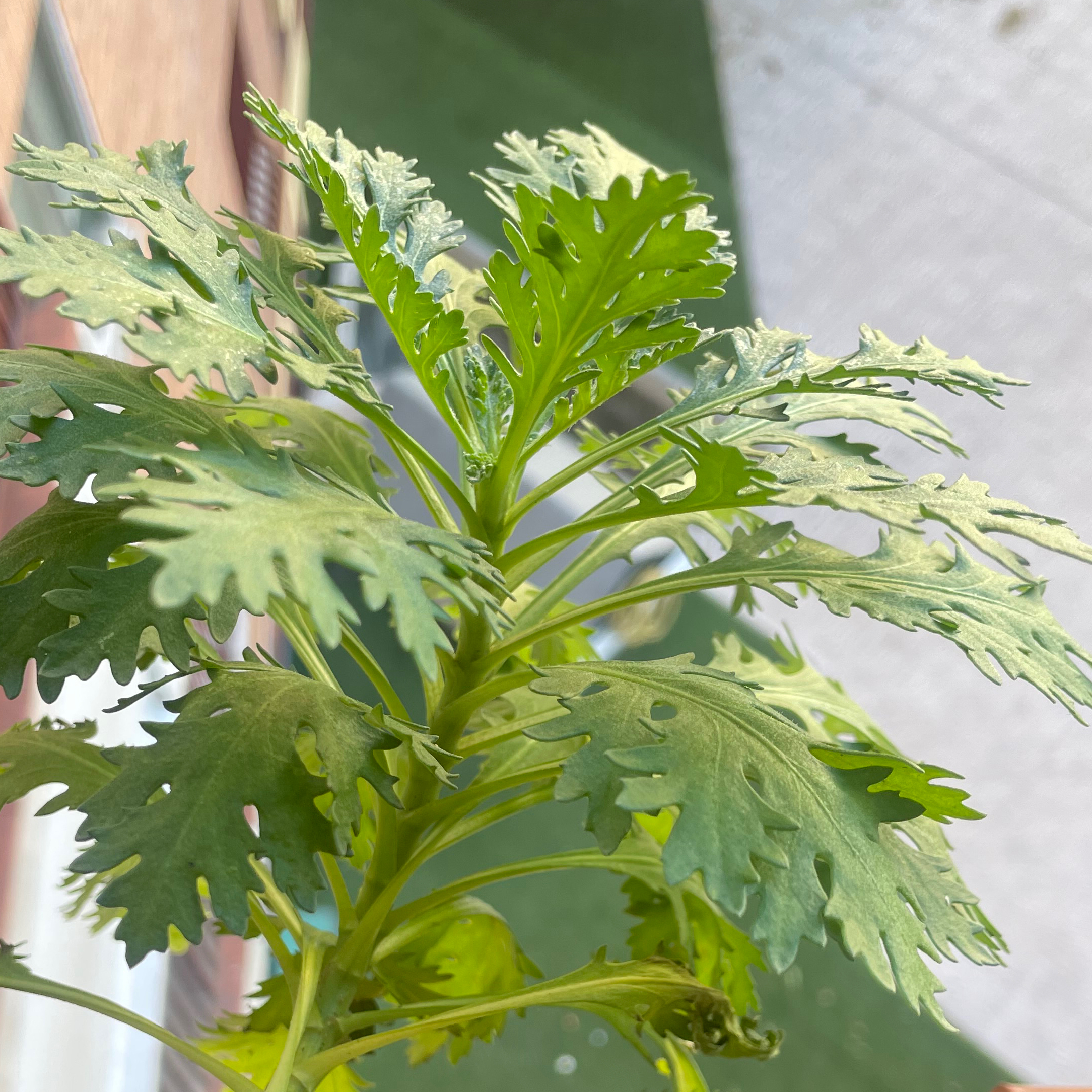 Photo of the plant species Golden daisy bush by @alreveron named Your plant on Greg, the plant care app