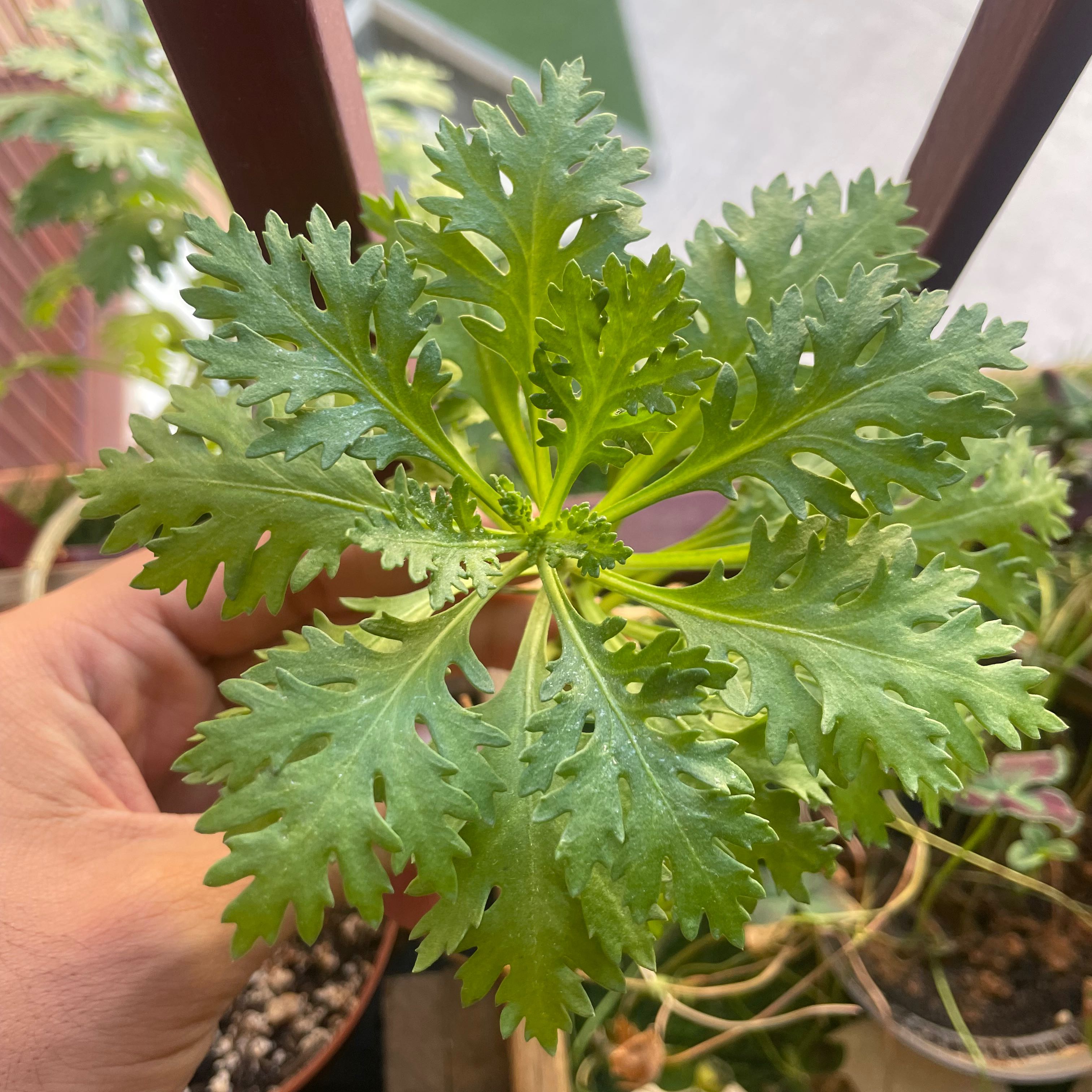 Healthy African Bush Daisy with deeply lobed green leaves, hand holding plant.