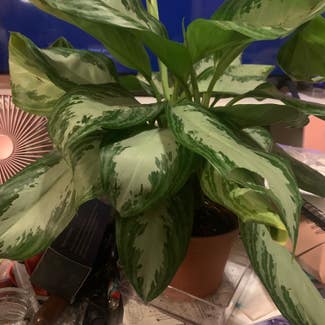 Chinese Evergreen plant in Worcester, Massachusetts