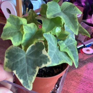English Ivy plant in Worcester, Massachusetts