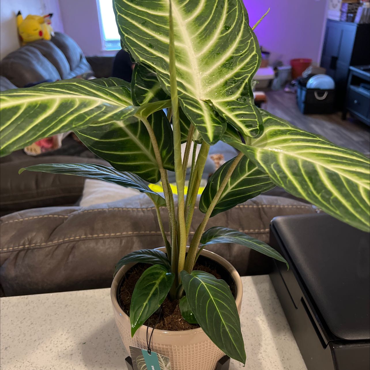 Xanthosoma Angel wings plant in a pot with vibrant green leaves and white veins.
