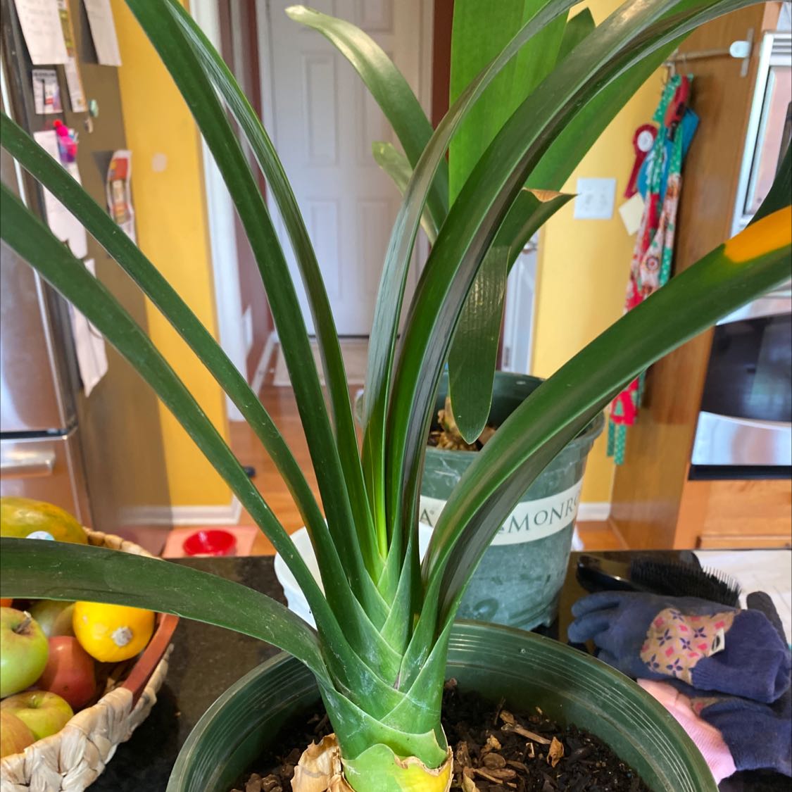 Photo of the plant species Belgian Hybrid Orange Clivia by @PlenaryBasil named Kylie on Greg, the plant care app