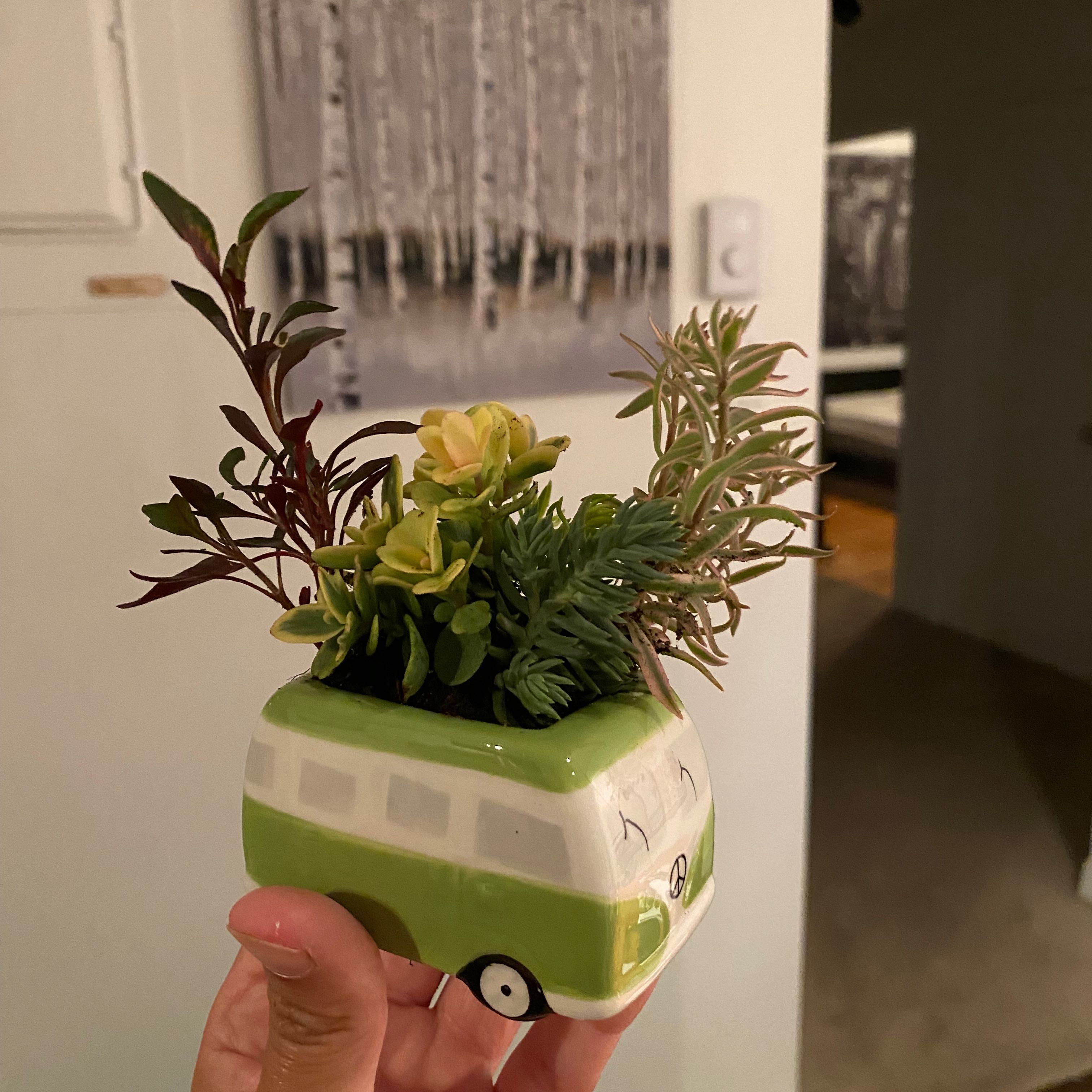 Graptosedum 'Darley Sunshine' in a decorative van-shaped planter, held by a hand.
