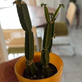 Photo of the plant species Adamant Creeper by @KatiaVB named Sanders on Greg, the plant care app