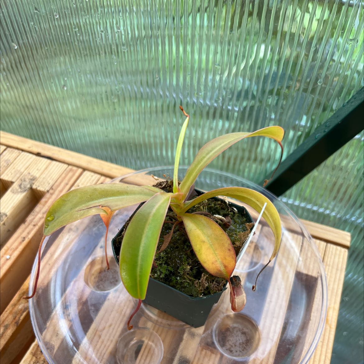 Nepenthes ventricosa Pitcher Plant with yellowing and browning leaves in a small pot.