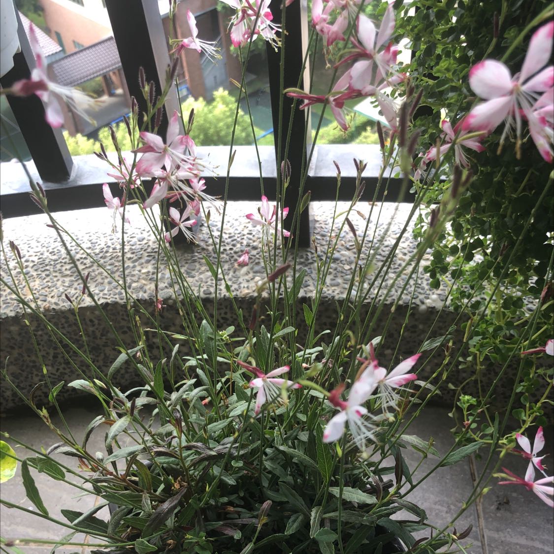Lindheimer's Beeblossom plant with pink and white flowers on a balcony.