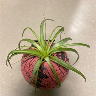 Spreading Airplant plant in Galloway, New Jersey