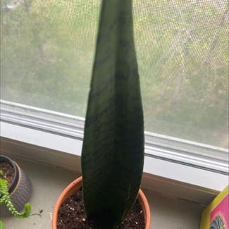 Snake Plant plant in Galloway, New Jersey