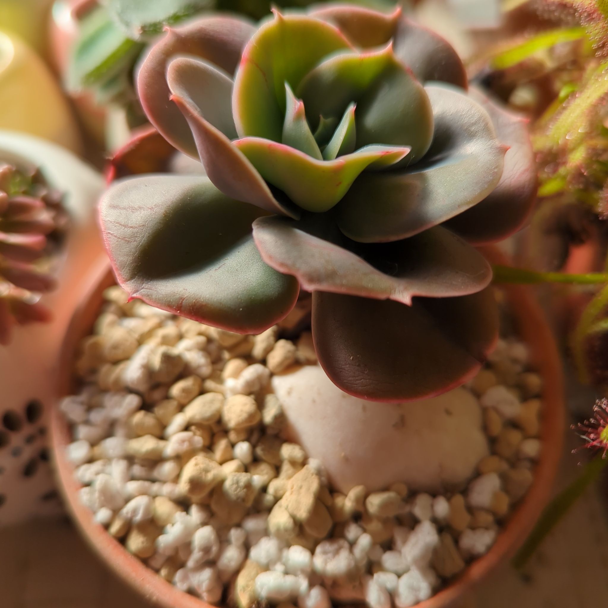 Photo of the plant species Peach Pride Echeveria by @ElderWasabi named Coco on Greg, the plant care app