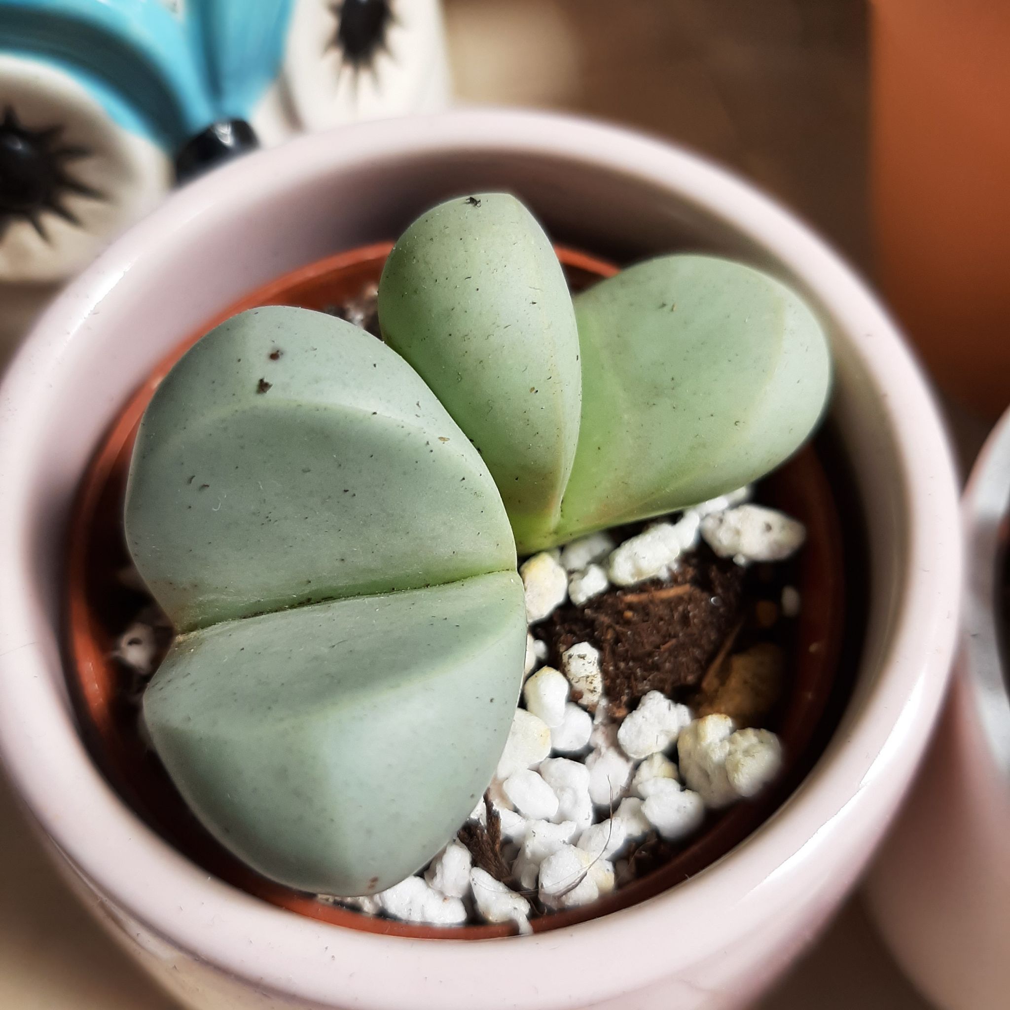 Plant care for Dinteranthus Wilmottianus on Greg, the plant care app