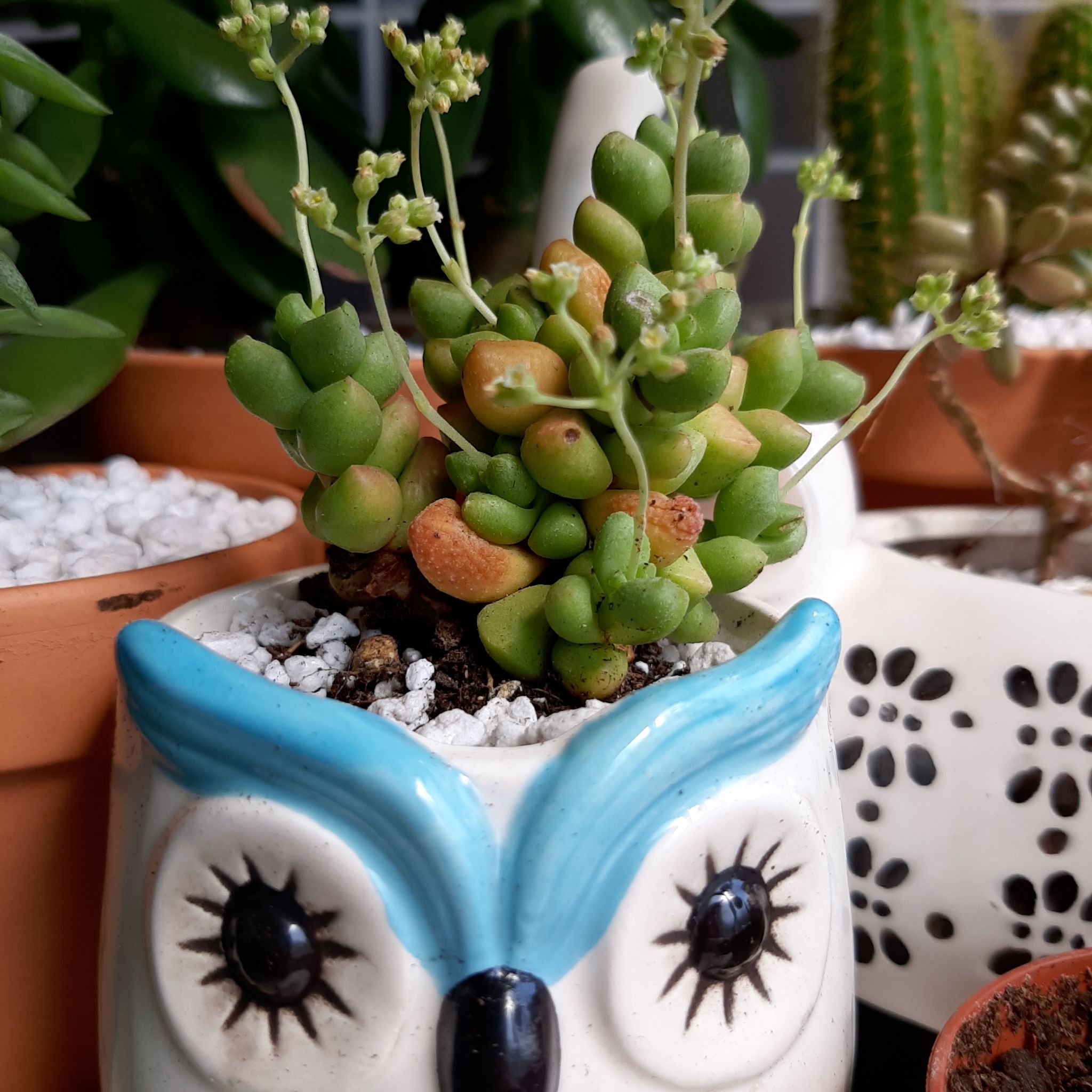 Photo of the plant species Crassula elegans by @ElderWasabi named Lola on Greg, the plant care app
